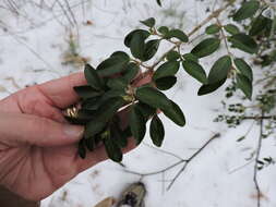 Image of Chinese privet