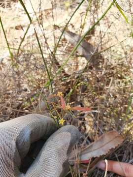 Image of Acacia applanata Maslin