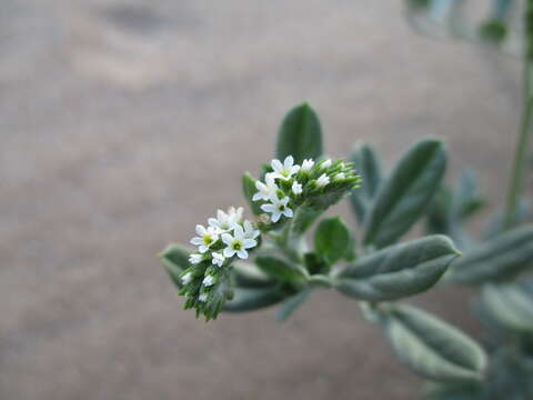 Image of Euploca ovalifolia (Forsk.) Diane & Hilger