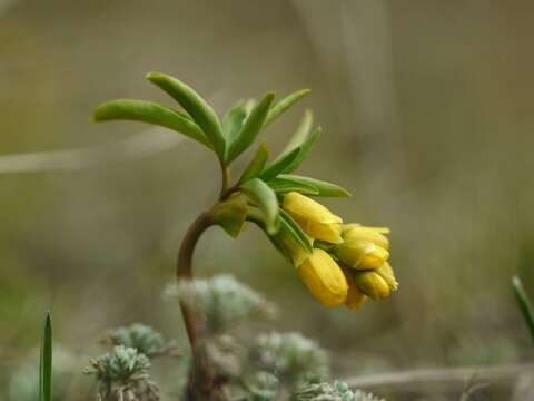 Imagem de Gymnospermium odessanum (DC.) Takhtadzjan