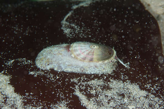 Image of Dendrofissurella McLean & Kilburn 1986