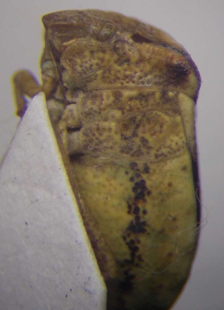 Ventocoris halophilum (Jakovlev 1874) resmi