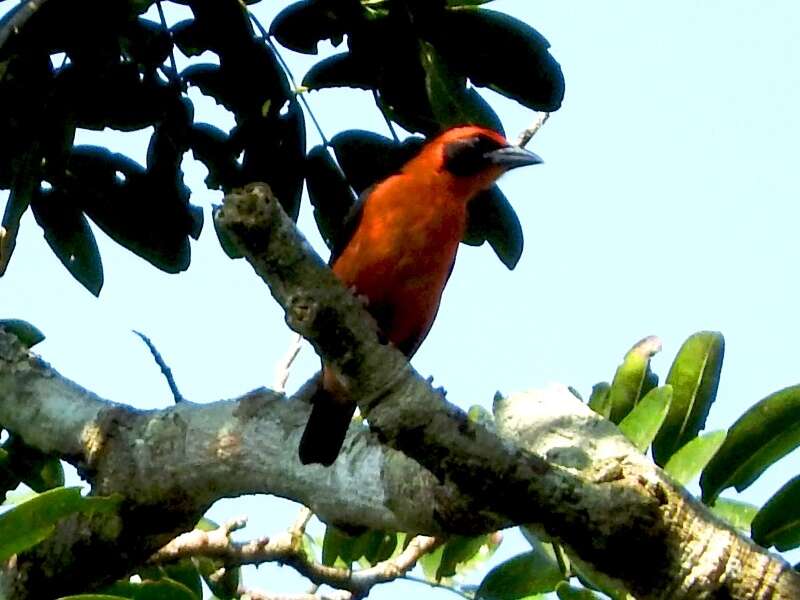 Слика од Malimbus erythrogaster Reichenow 1893