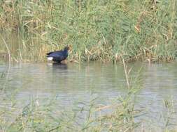 Image of Purple Swamphen