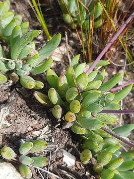 Image de Curio talinoides (DC.) P. V. Heath