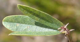Image of Rhynchosia ciliata (Thunb.) Druce