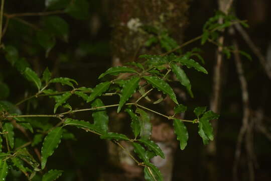 Image of Psychotria andevorantensis Bremek.