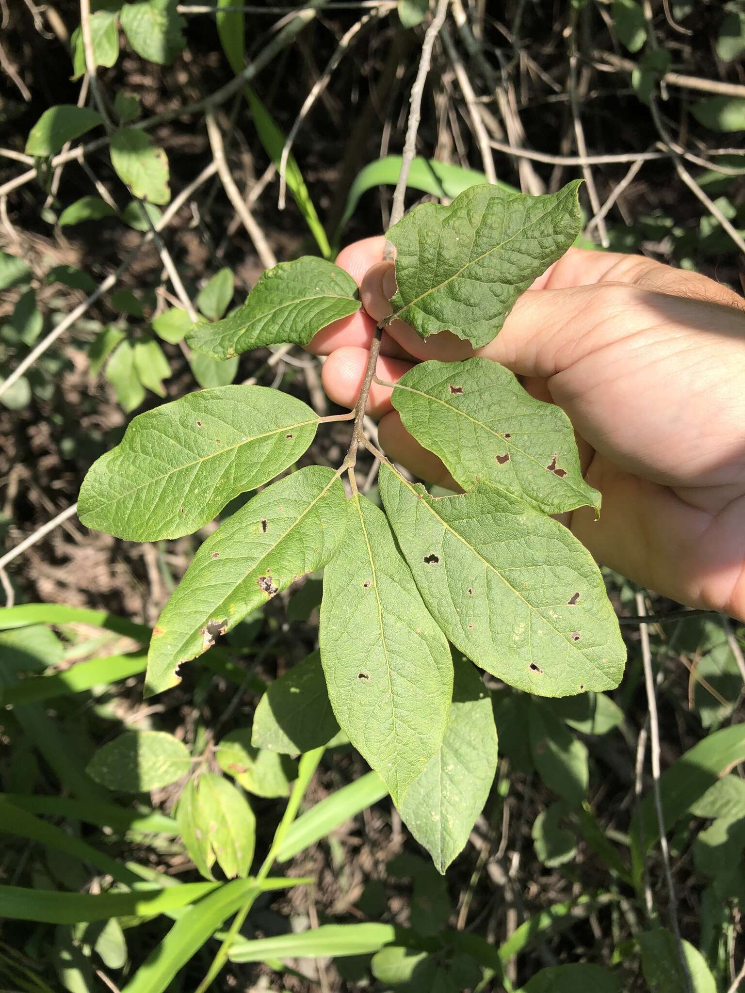 Слика од Ilex amelanchier M. A. Curt. ex Chapm.