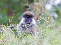 Image of Bale Monkey