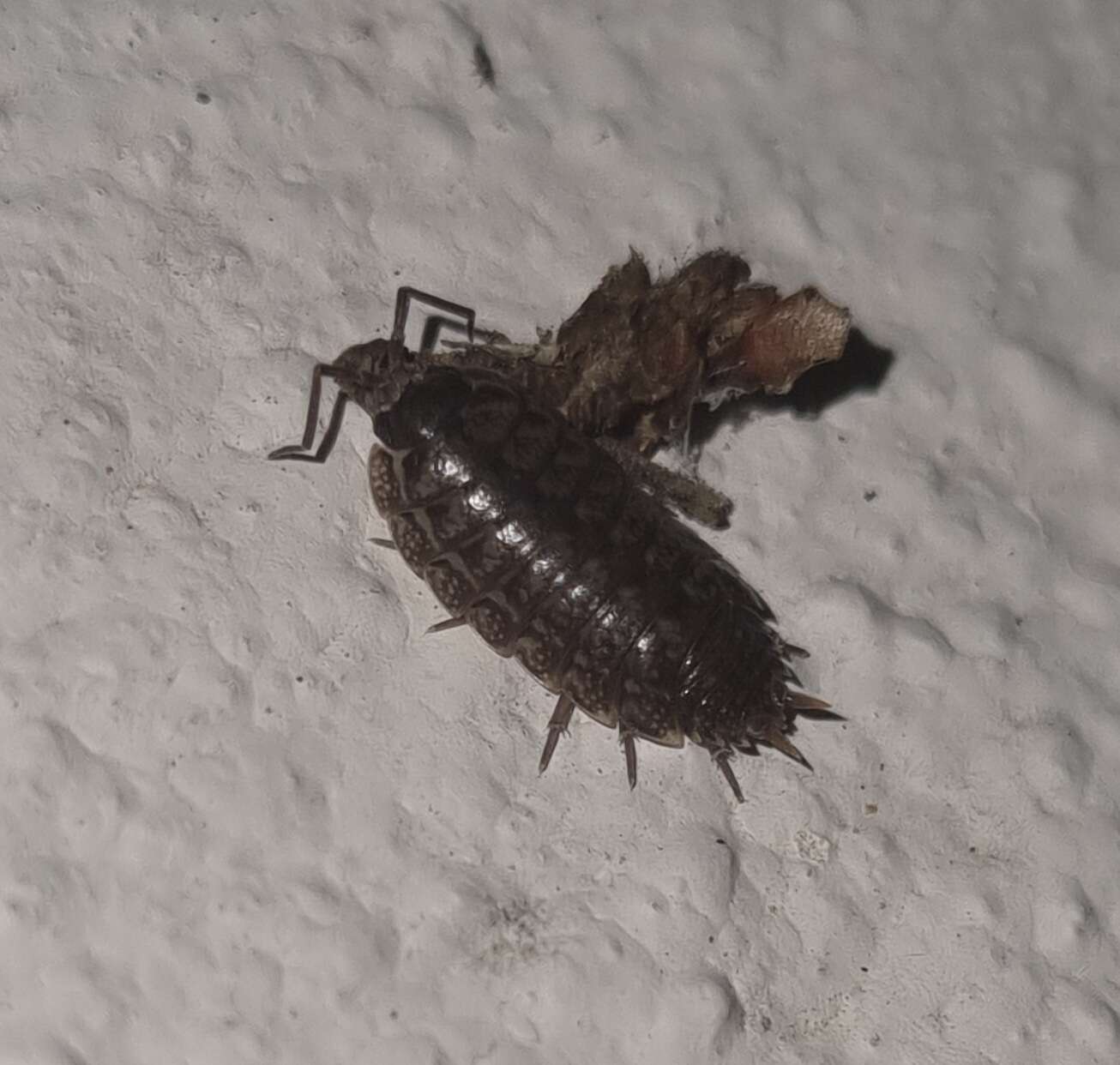 Image of Porcellio achilleionensis Verhoeff 1901