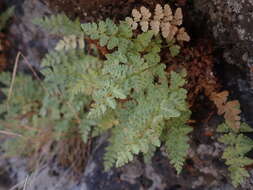 Image of Rocky Mountain woodsia