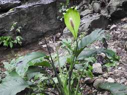Image of Spathiphyllum cochlearispathum (Liebm.) Engl.