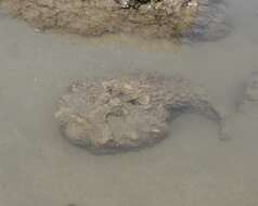 Image of Estuarine stonefish