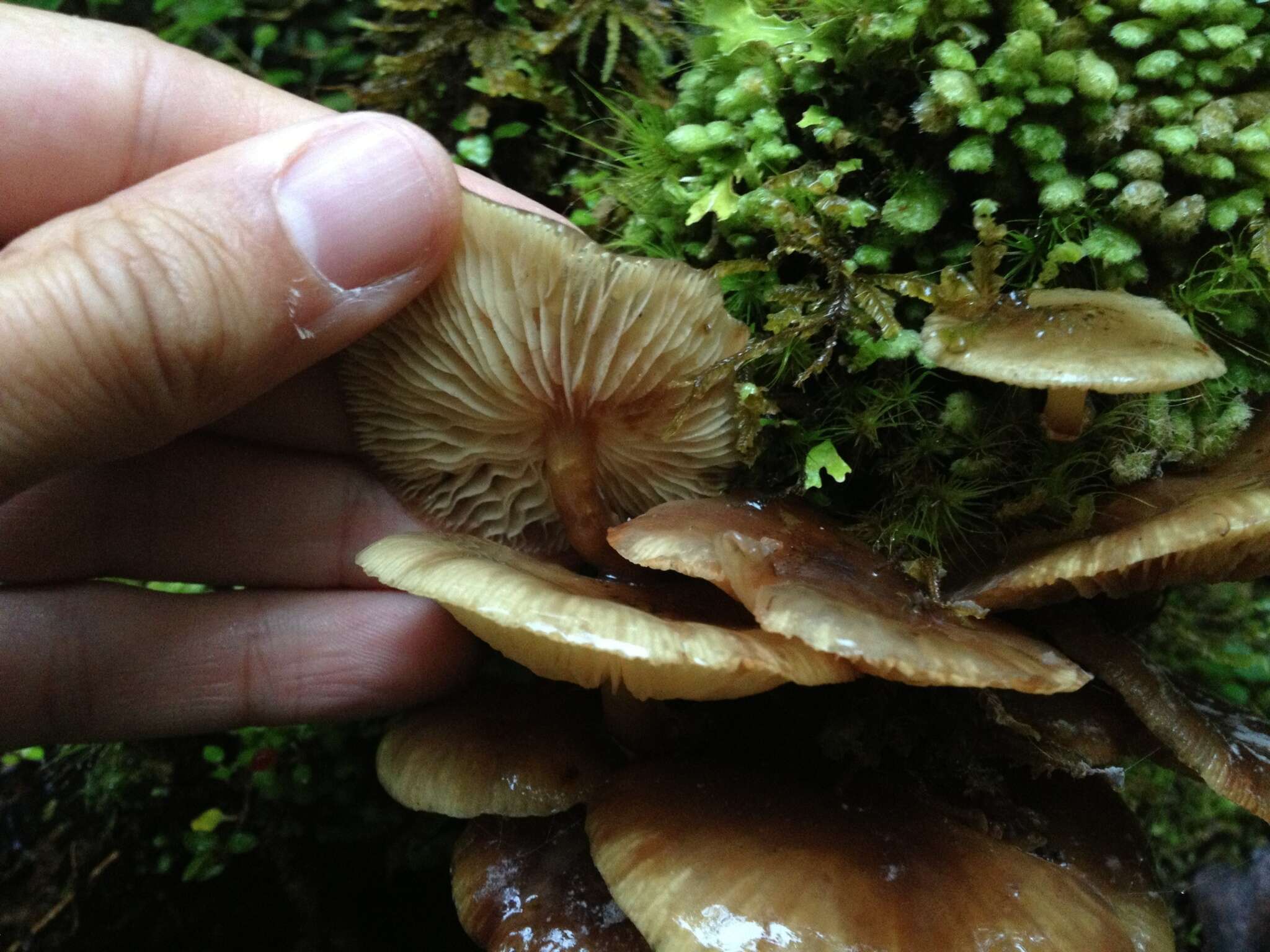 Image of Armillaria novae-zelandiae (G. Stev.) Boesew. 1977