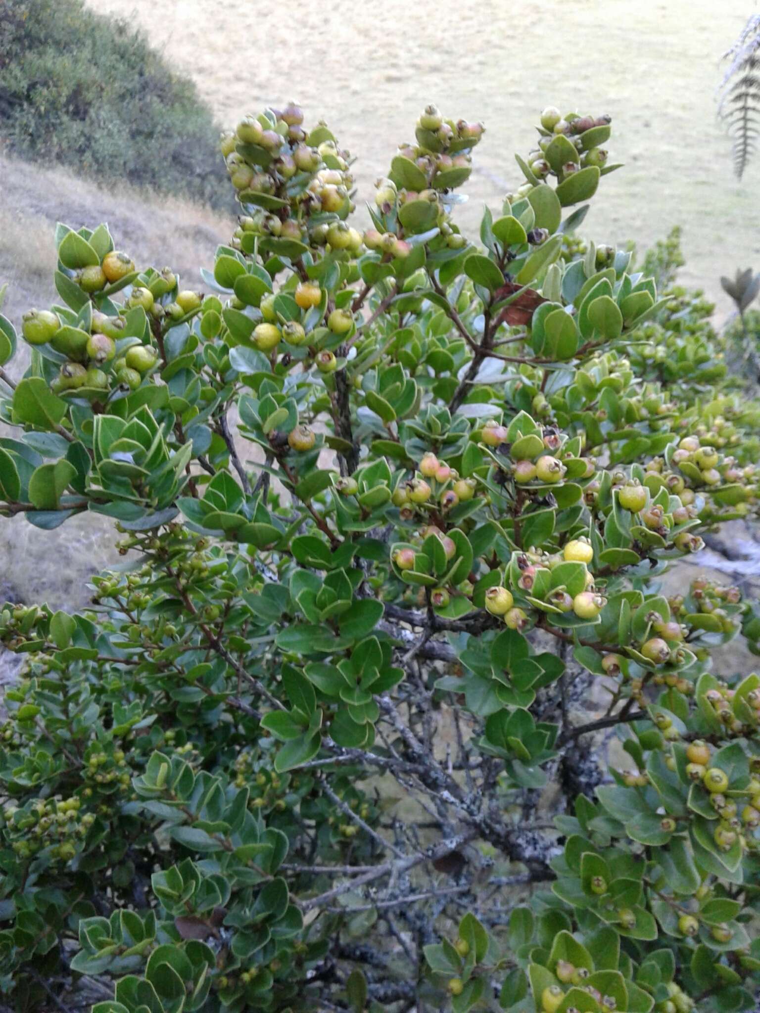 Myrcianthes leucoxyla (Ortega) Mc Vaugh resmi