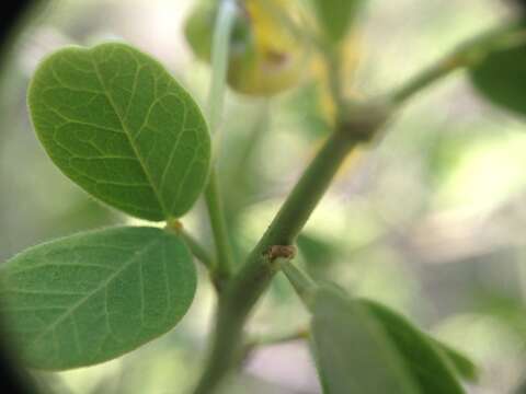 Senna chloroclada (Harms) H. S. Irwin & Barneby resmi