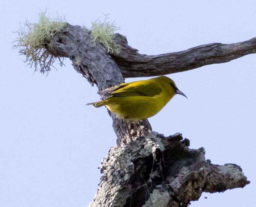 Image of Chlorodrepanis virens virens (Gmelin & JF 1788)