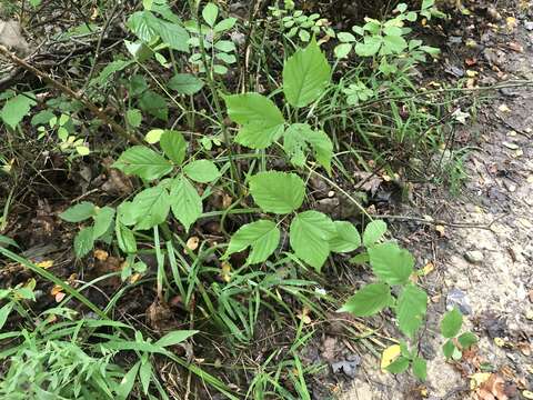 Слика од Rubus beamanii Widrl. & Riley