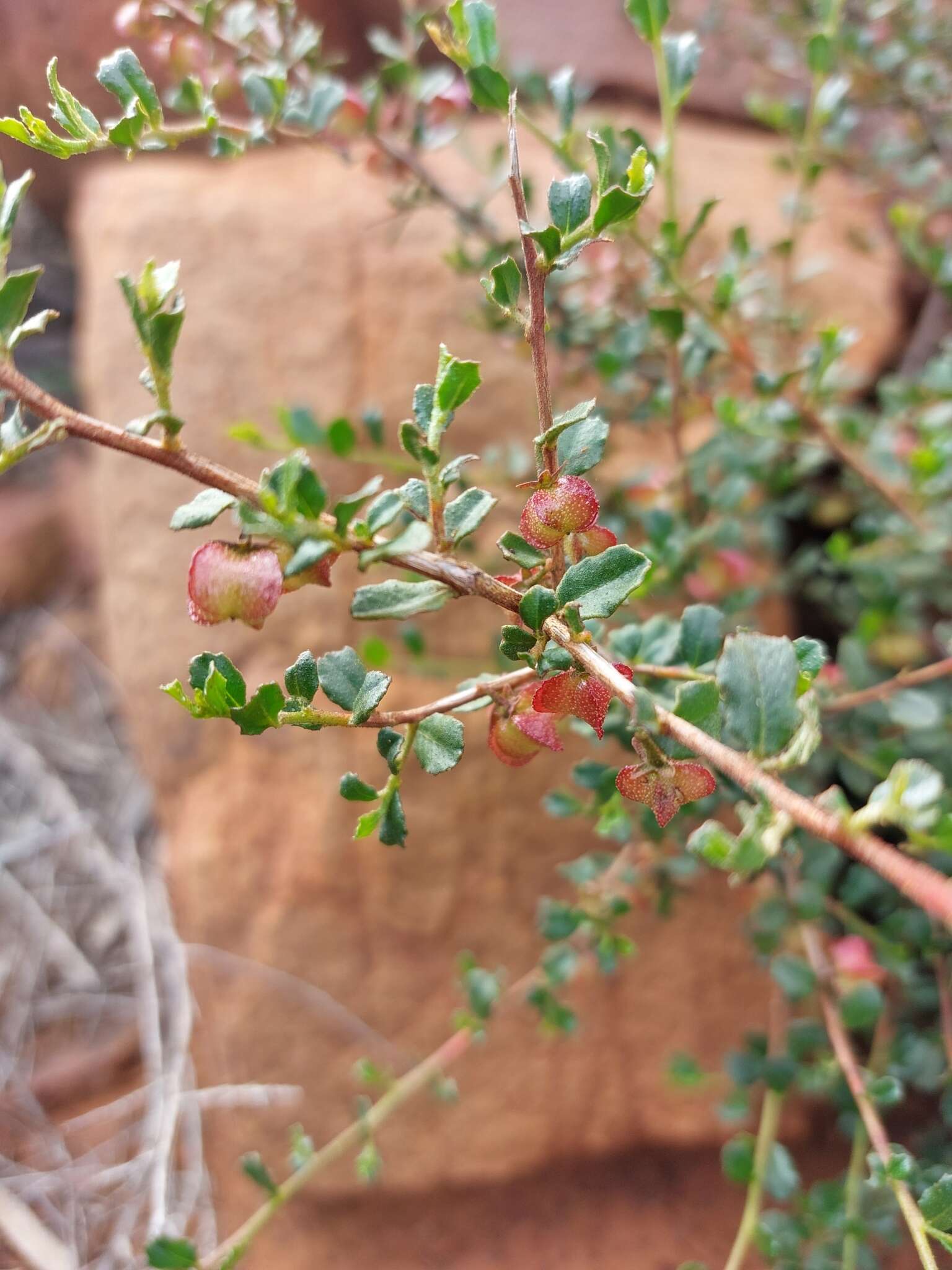 Image of Dodonaea baueri Endl.