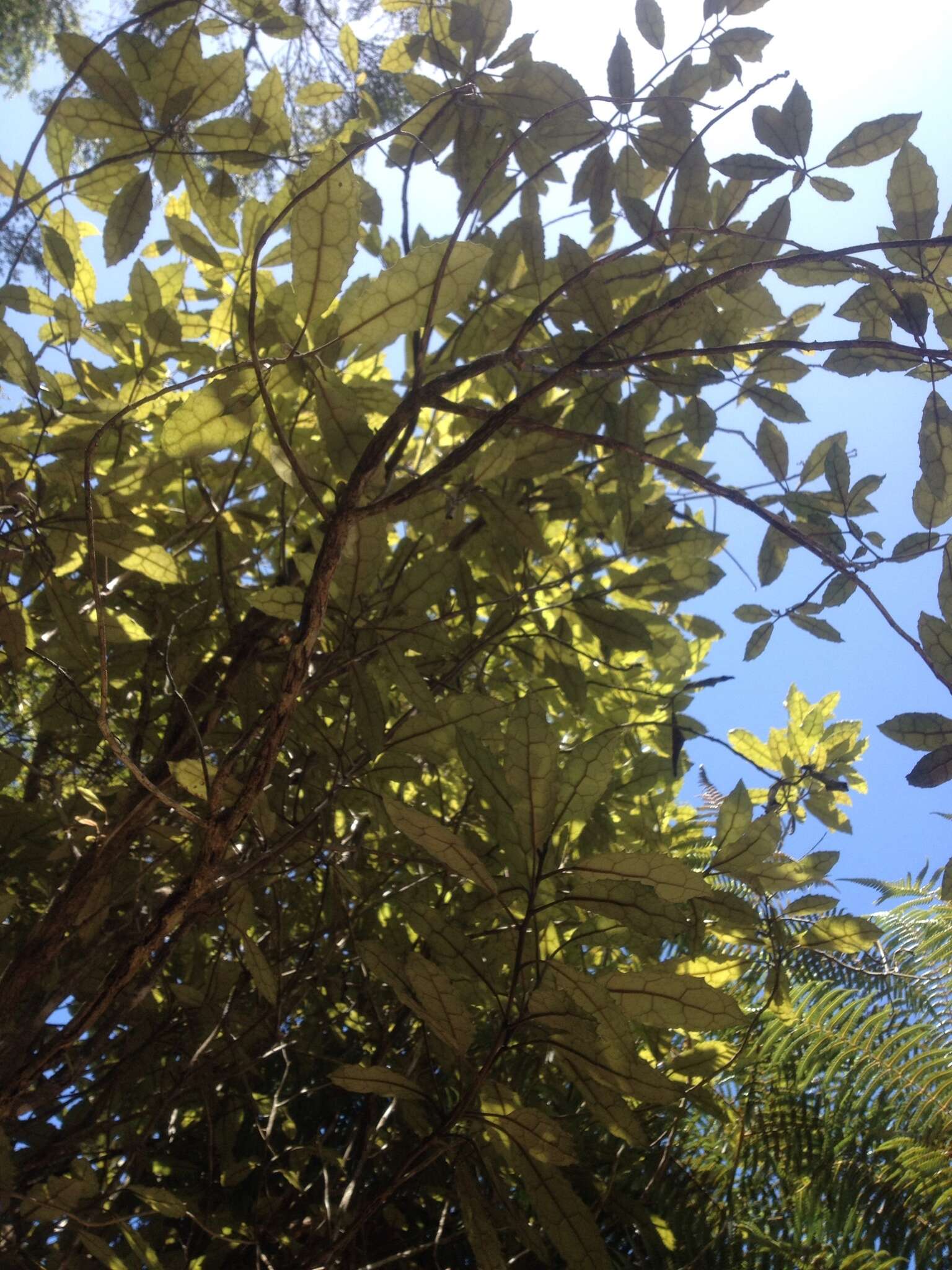 Image of Olearia rani (A. Cunn.) Druce