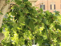 Image of Ring-necked Parakeet