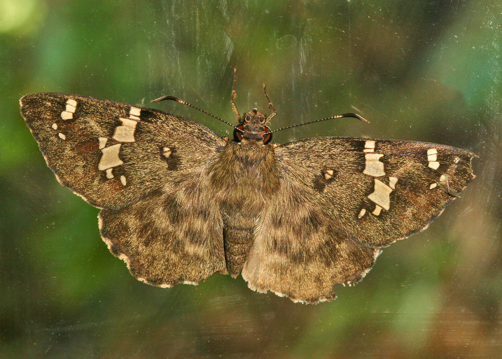 Image of Celaenorrhinus fritzgaertneri Bailey 1880