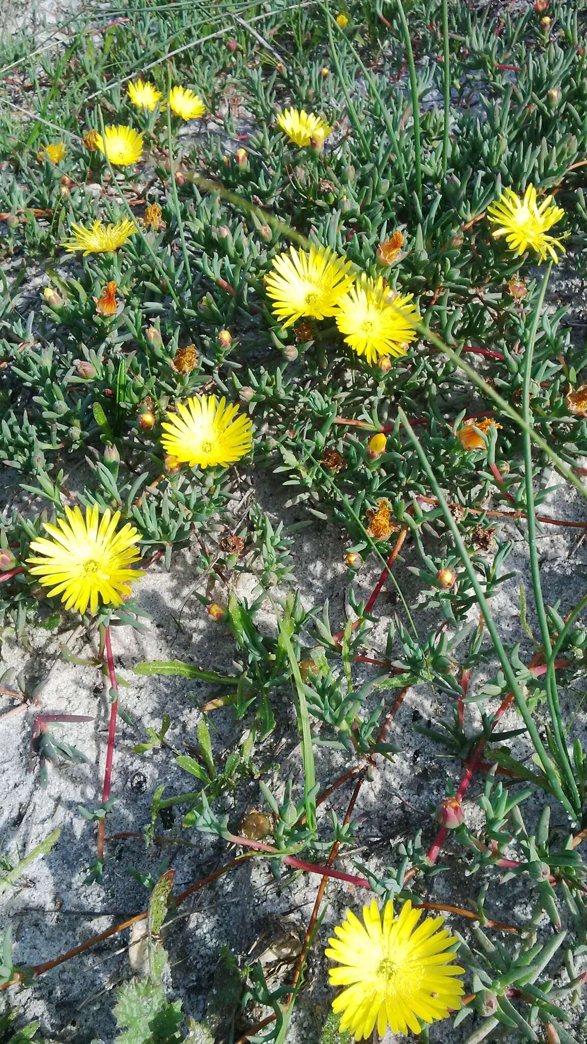 Image of Lampranthus explanatus (L. Bol.) N. E. Br.