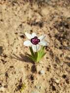 Image of Cape buttercup