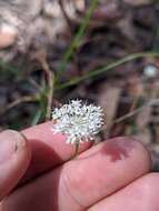 Image of Trachymene incisa subsp. incisa