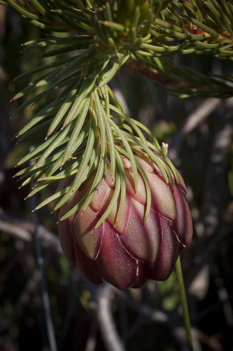 Image of Protea nana (Berg.) Thunb.