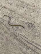 Image of California legless lizard