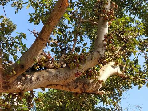 Imagem de Ficus racemosa L.