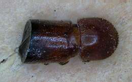 Image of Ambrosia beetle