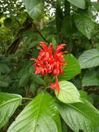 Pachystachys coccinea (Aubl.) Nees resmi