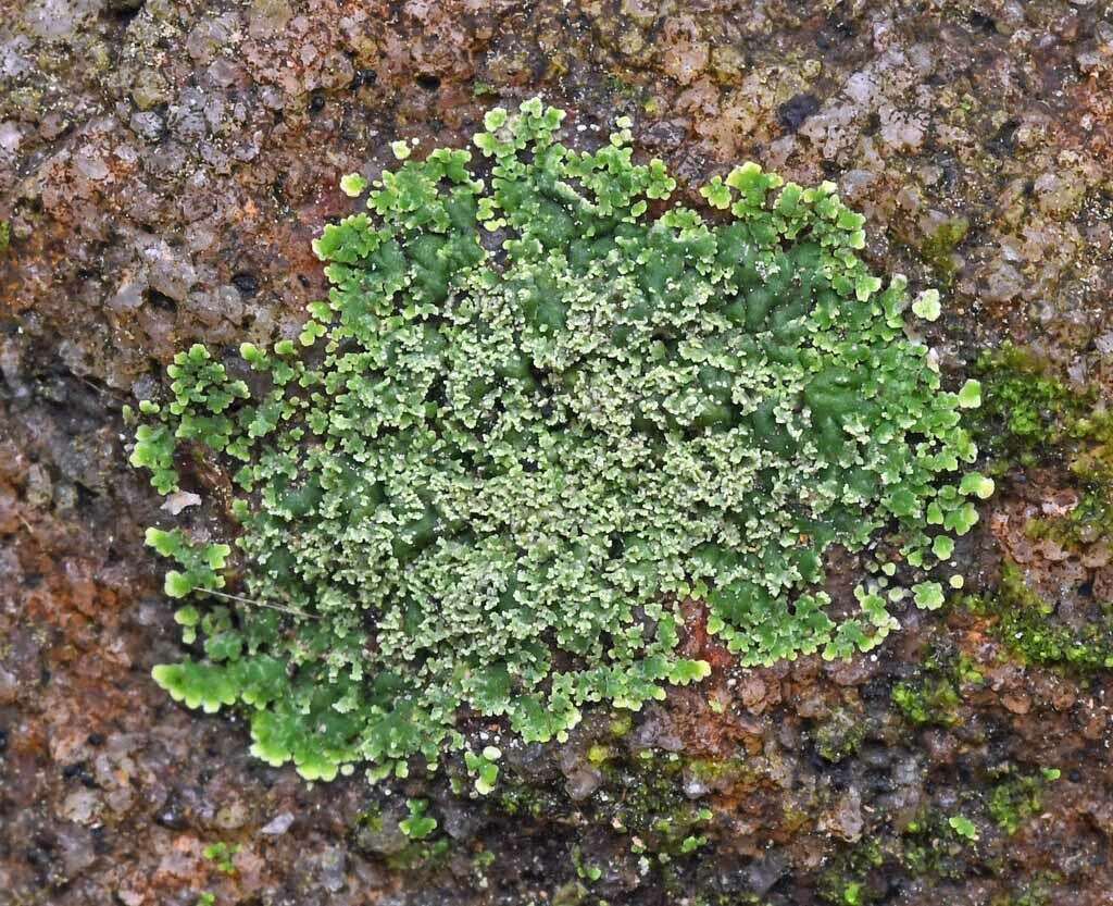 Image of smallleaf phyllopsora lichen