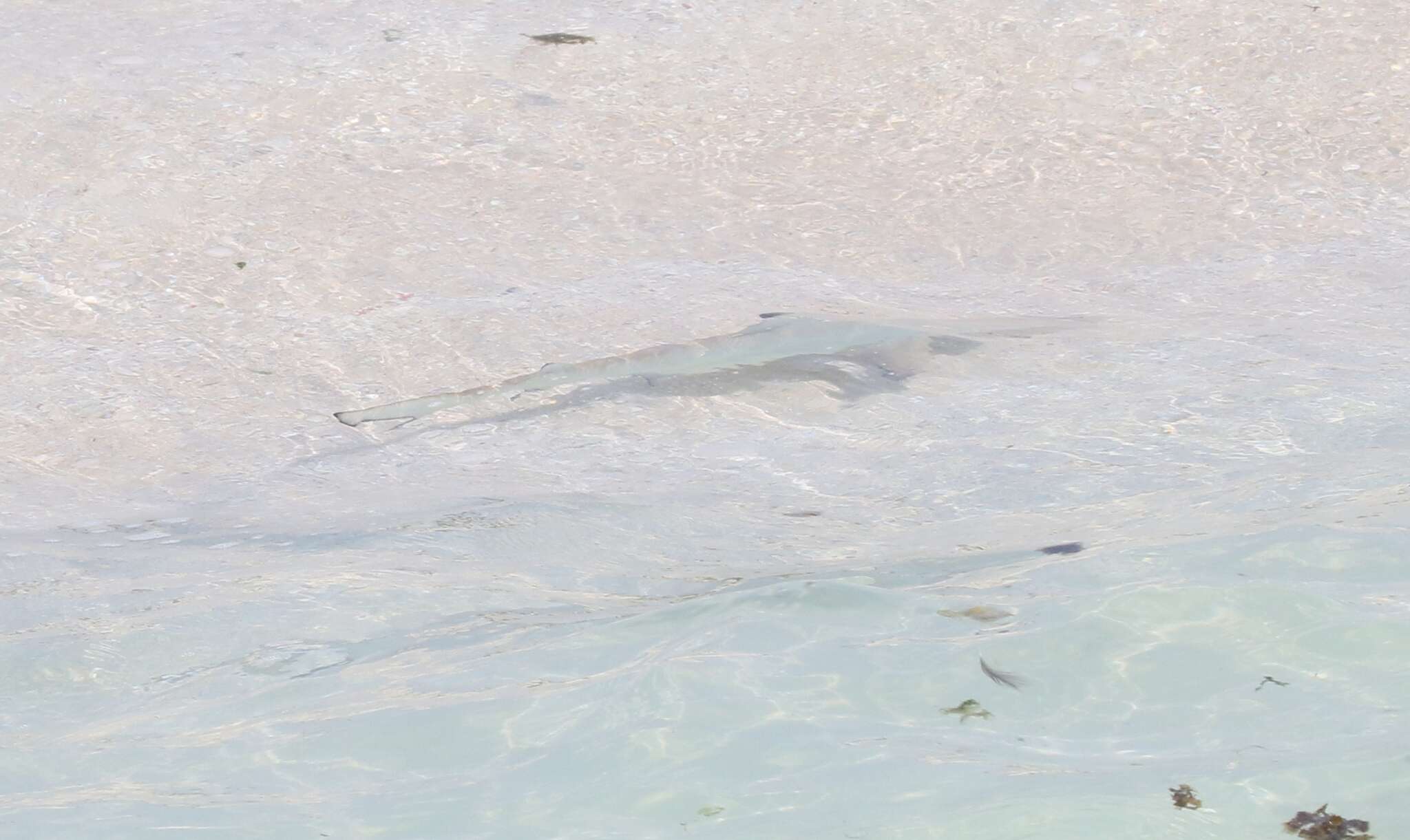 Image de Requin à pointes noires