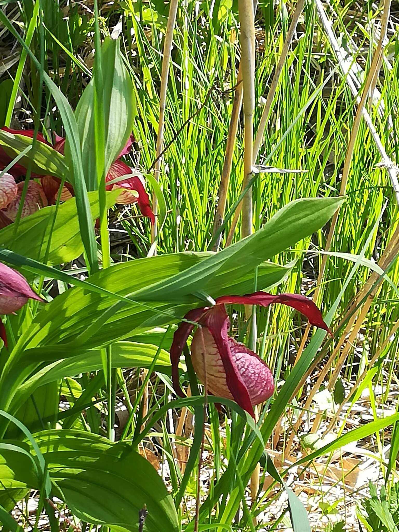 Image of Cypripedium ventricosum Sw.