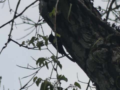 Image of Inambari Woodcreeper