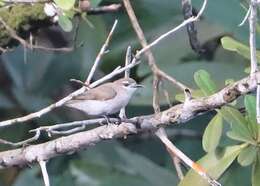 Image of Brown Sunbird