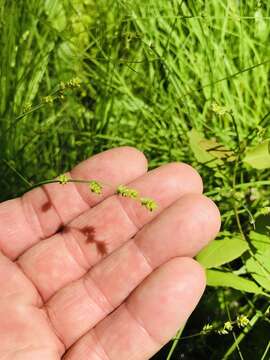 Image of Gray Bog Sedge