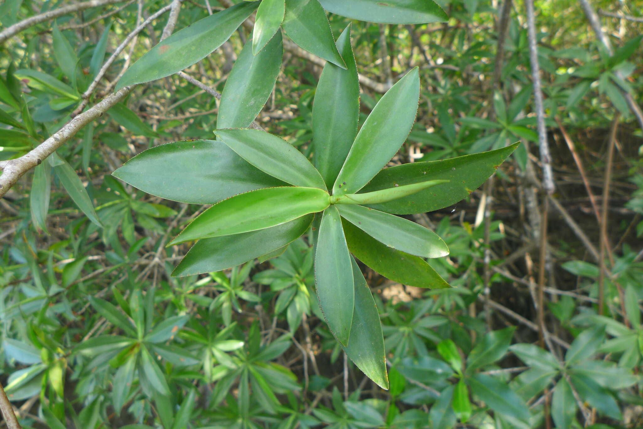 Image of Pelliciera rhizophorae Planch. & Triana