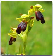 Image of Dark bee orchid