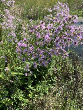 Image of Marsh American-Aster