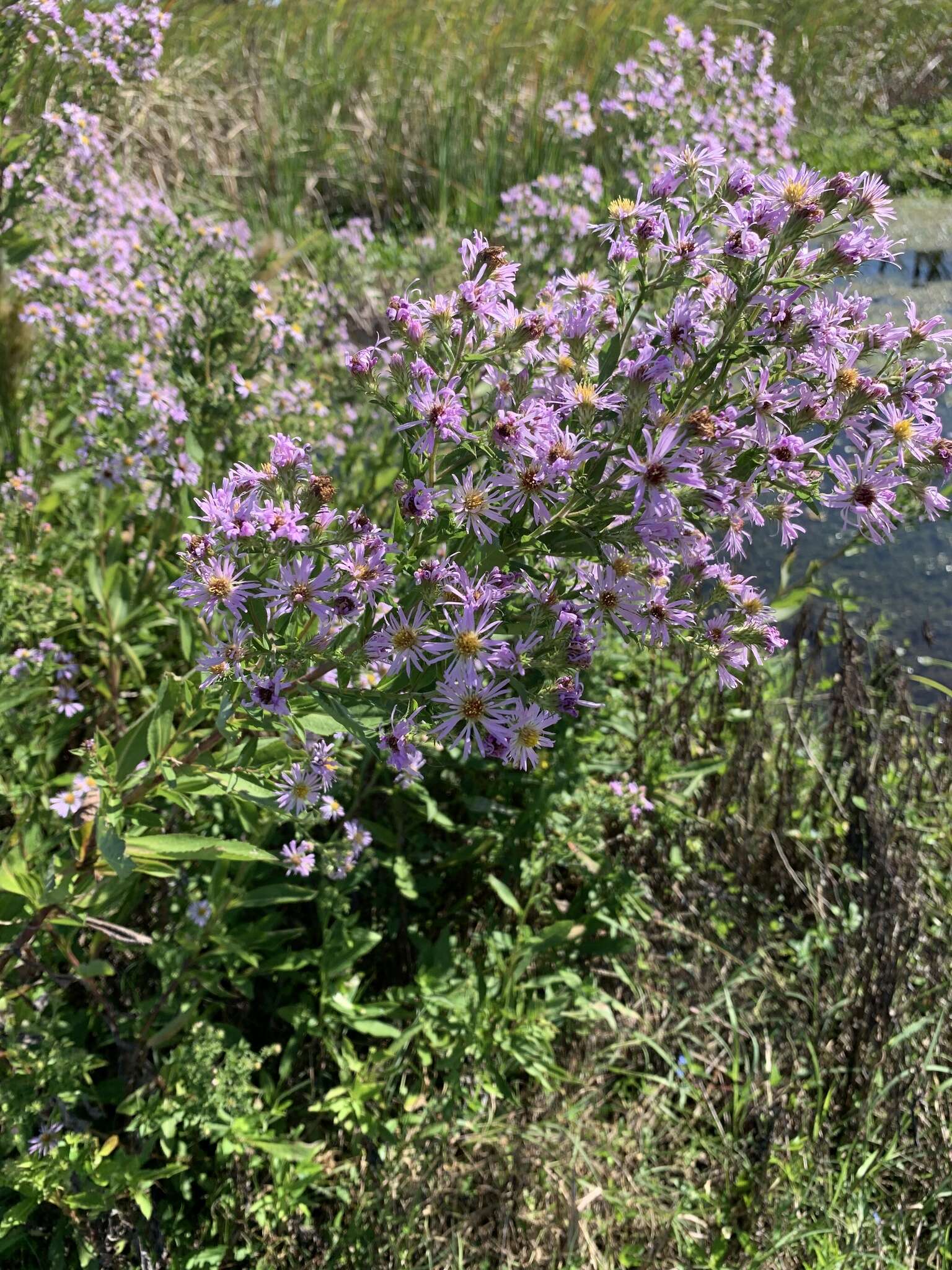 Image of Marsh American-Aster