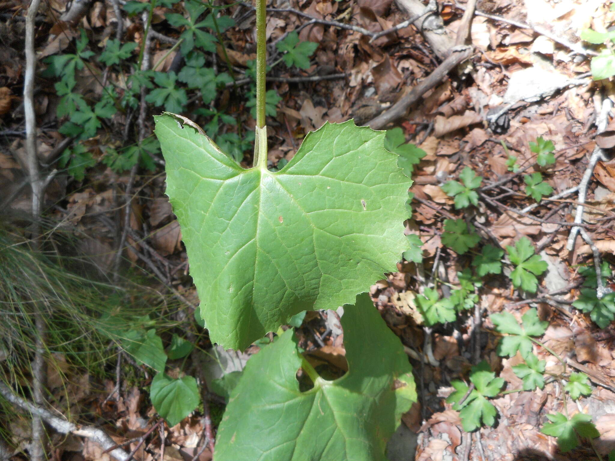 Image of Adenostyles australis (Ten.) Iamonico & Pignatti