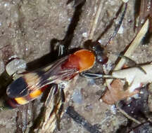 صورة Psorthaspis mariae (Cresson 1867)