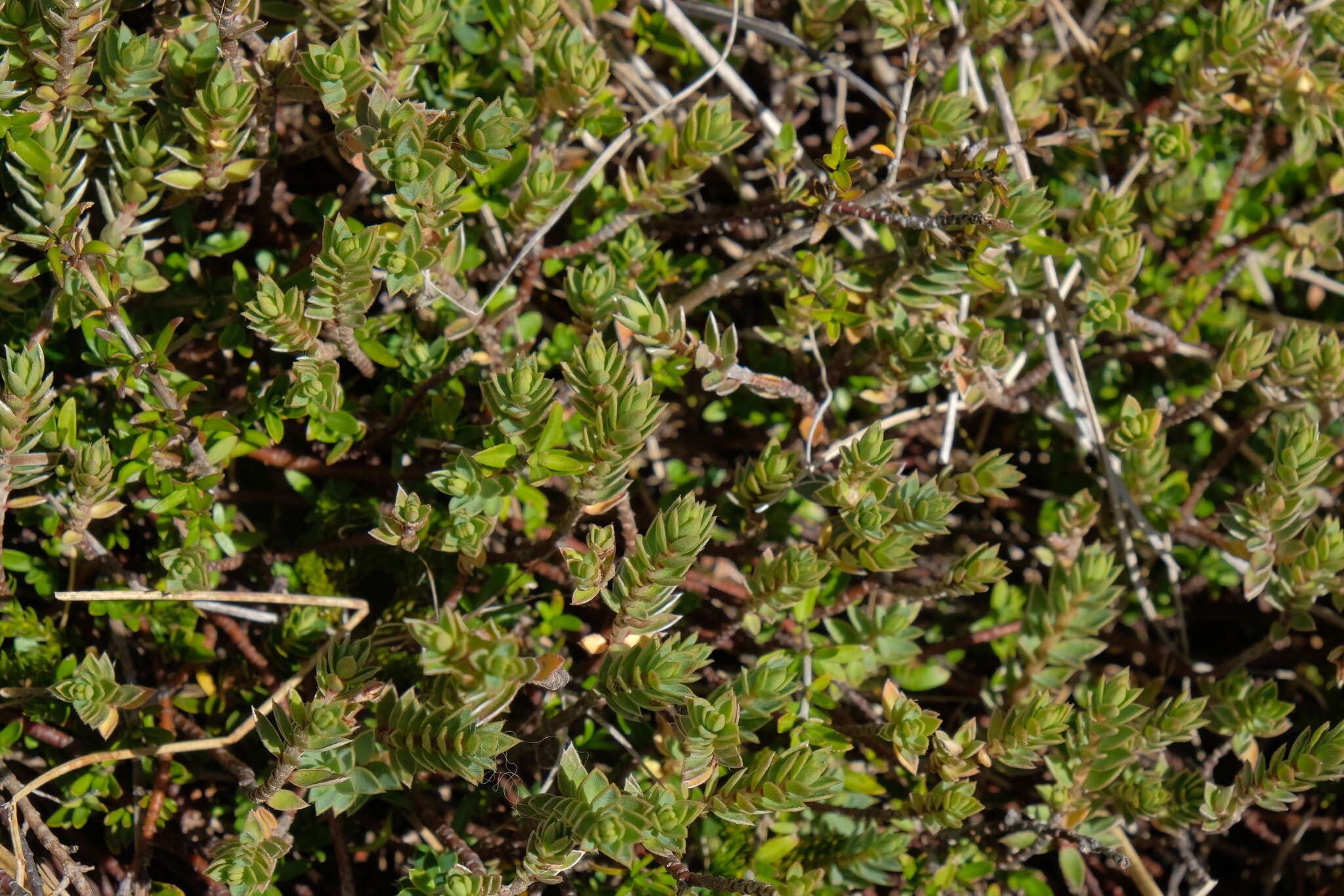 Image of Pimelea oreophila subsp. hetera C. J. Burrows