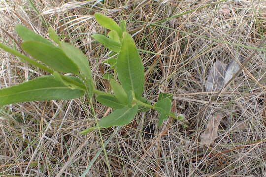 Image of Chapman's Crownbeard