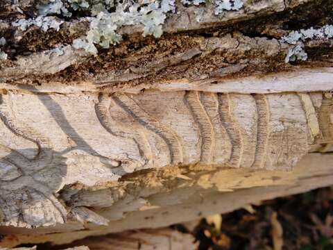 Image of Emerald ash borer