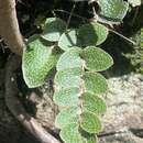 Image of Cheilanthes muelleri (Hook.)